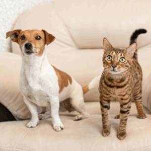 Mon animal au quotidien, urgence ou pas urgence ?