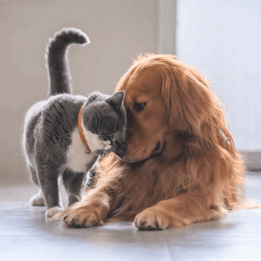Le bien-être et le comportement de mon animal
