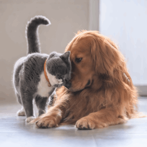 Le bien-être et le comportement de mon animal
